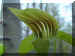 Click to view a Jack in the Pulpit up close