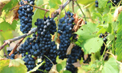 Bucks County Wine Trail