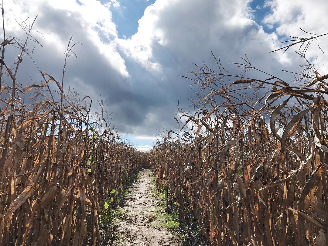 Everitt Farms Corn Maze 