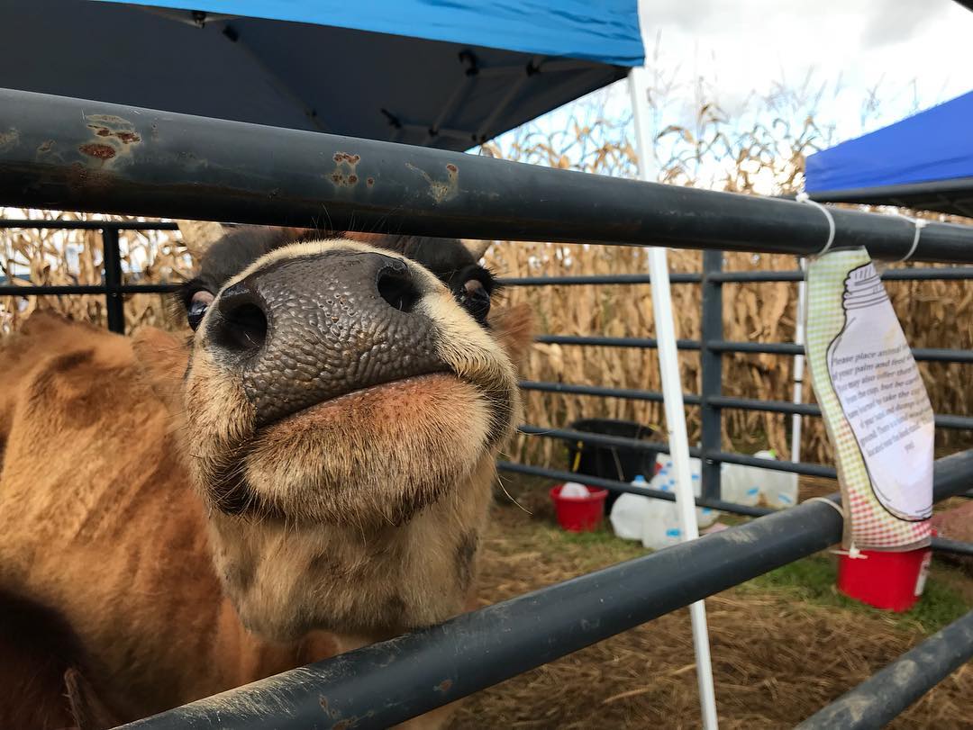 Everitt Farms Petting Zoo 