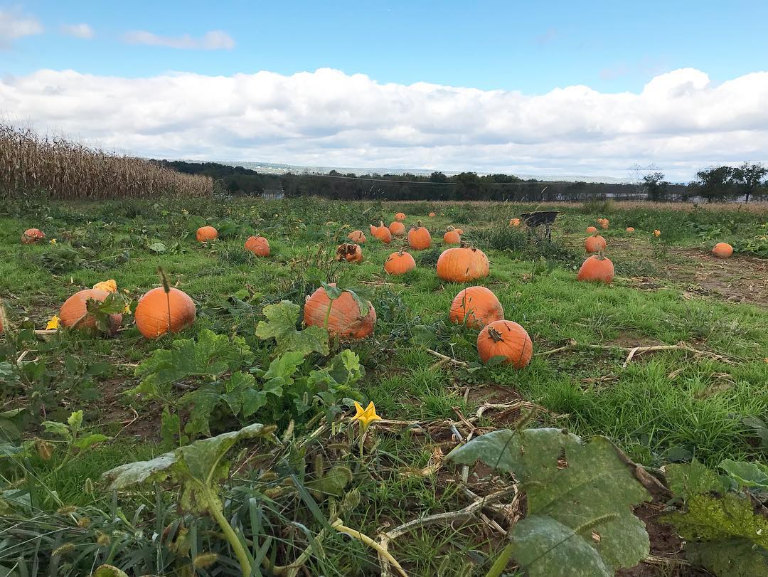 Everitt Farms Pumpkin Picking 